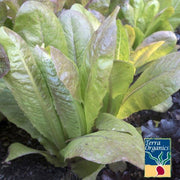 Organic Rouge d'Hiver Lettuce Seeds