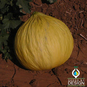 Melon Casaba Golden Beauty Seed