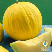 Melon Seeds - Casaba Sungold