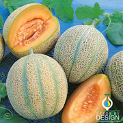 Melon Seeds - Delightful F1