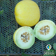Melon Seeds - Golden Honeymoon