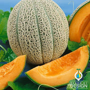 Melon Seeds - Hales Best 45 PMR