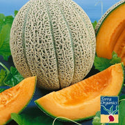 Melon Cantaloupe Hales Best Jumbo Organic