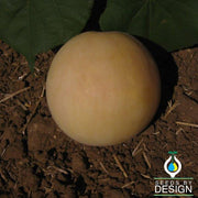 Melon - Honeydew - Orange Flesh Fruit Seed