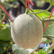 Melon Seeds - Inspire F1