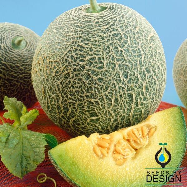 Melon Seeds Rocky Ford Green Flesh NonGMO Heirloom Garden Seed