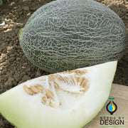 Sharlyn Melon Seeds - Non-GMO