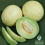 Tam Dew Melon Seeds