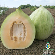 Melon Seeds - White Crenshaw
