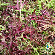 Mustard - Mizuna Red Streaks Garden and Microgreen Seed
