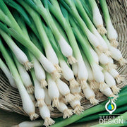 Onion Seeds - Bunching - Tokyo Long White