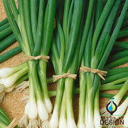Onion Seeds - Bunching - Warrior AAS