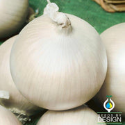 Onion White Sweet Spanish Seed