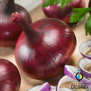 Onion Red Burgundy Seed