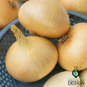 Texas 1015 SuperSweet Onion Seeds - Non-GMO Vegetables