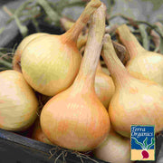 Onion Walla Walla Organic Seed