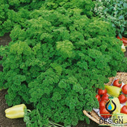 Parsley Seeds - Evergreen
