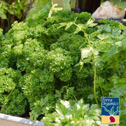 Parsley Seeds - Kitchen Garden Blend - Organic