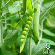 Pea Lincoln Seed