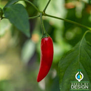 hot birdseye chili pepper