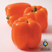 Sweet Pepper - Horizon Orange