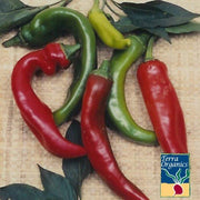 Organic anaheim chili pepper
