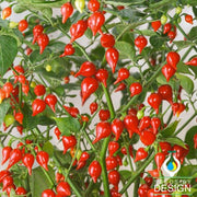 Pepper Seeds - Hot - Biquinho Red