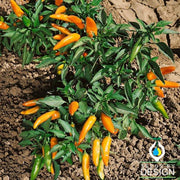 Hot Bulgarian Carrot Pepper