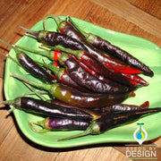 hot cayenne purple pepper