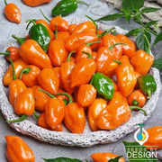 Pepper Seeds - Hot - Cienfuegos - Orange F1