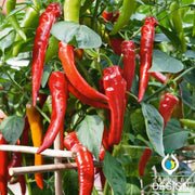 Pepper Seeds - Hot - Cowhorn Hot