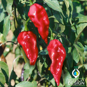 Pepper - Hot - Bhut Jolokia Ghost Garden Seed