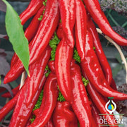 Giant Ristra Pepper F1 Hybrid Seeds