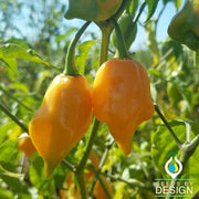 Pepper Seeds - Hot - Habanero Mayan Yellow