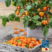 Organic Orange Habanero Hot Pepper Seeds
