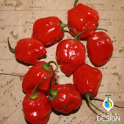 Pepper Seeds - Hot - Habanero Mayan Red