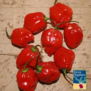 Pepper Seeds, Hot - Habanero Caribbean Red - Organic