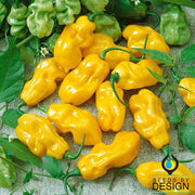 Pepper Seeds - Sweet - Habanero Sweet Yellow