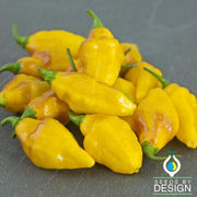 Hot Habanero Pepper Caribbean Yellow