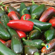 Non-GMO Hot Pepper - Jalapeno Early