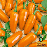 Pepper Seeds - Hot - Jalapeno Orange