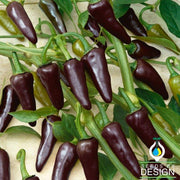 Jalapeno Purple Peppers - Non-GMO