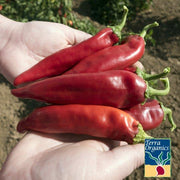 Pepper Seeds, Hot - Joe E. Parker - Organic