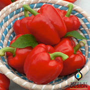 mexibell hybrid f1 hot sweet pepper