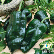 Poblano Ancho Pepper Seeds - Non-GMO
