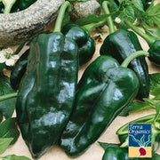 Pepper Seeds, Hot - Poblano - Organic