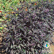Pepper Seeds - Ornamental - Royal Black