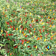 Pepper Seeds - Hot - NuMex Twilight