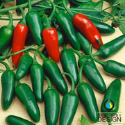 Pepper Seeds - Hot - Santiago F1