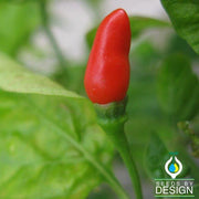 small red chili pepper